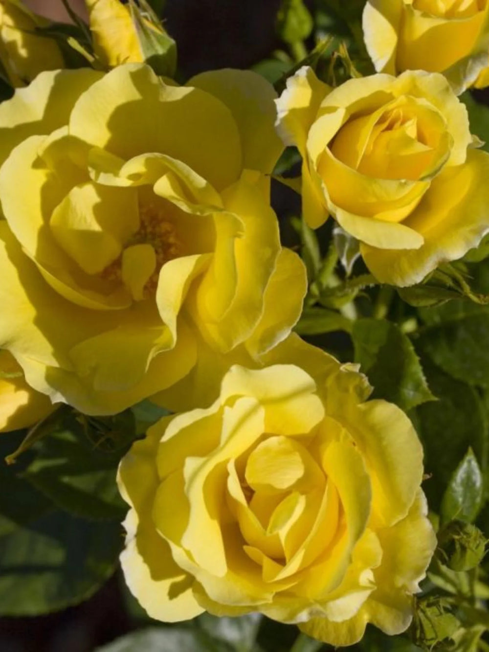 trandafiri cataratori  1847