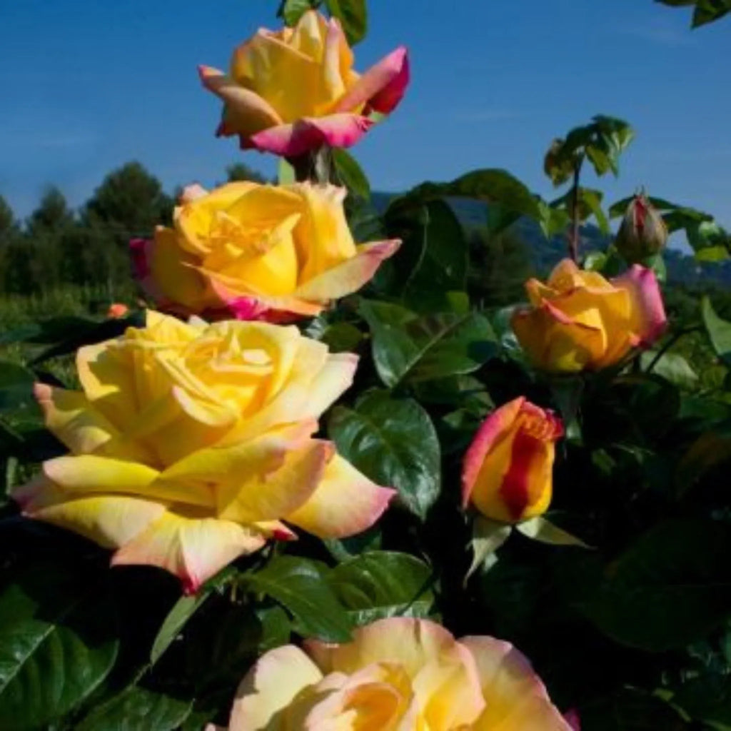 trandafiri cataratori  1850