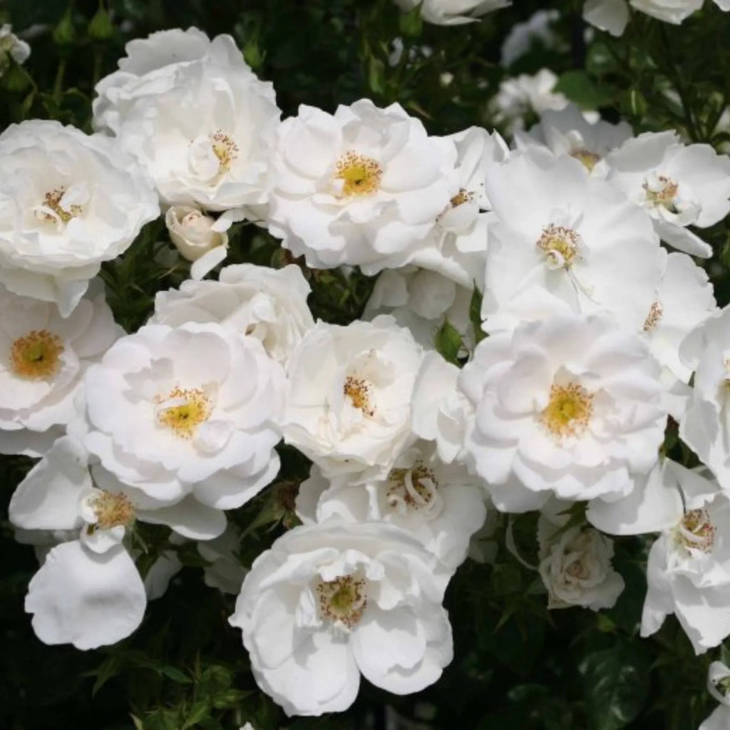 trandafiri cataratori  1851