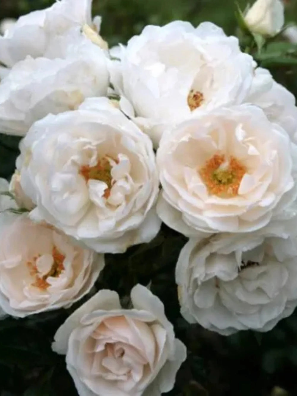 trandafiri cataratori  1852