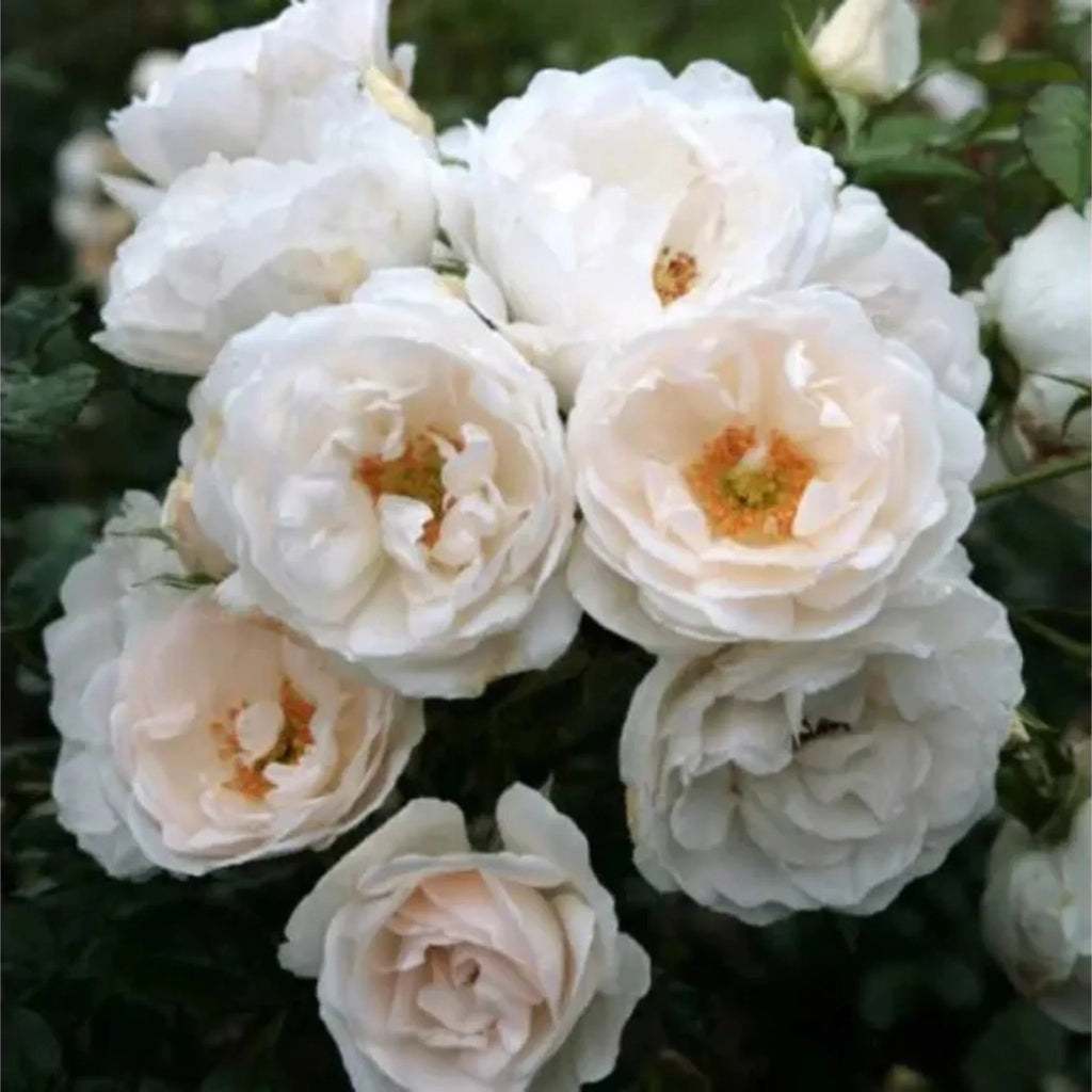 trandafiri cataratori  1852