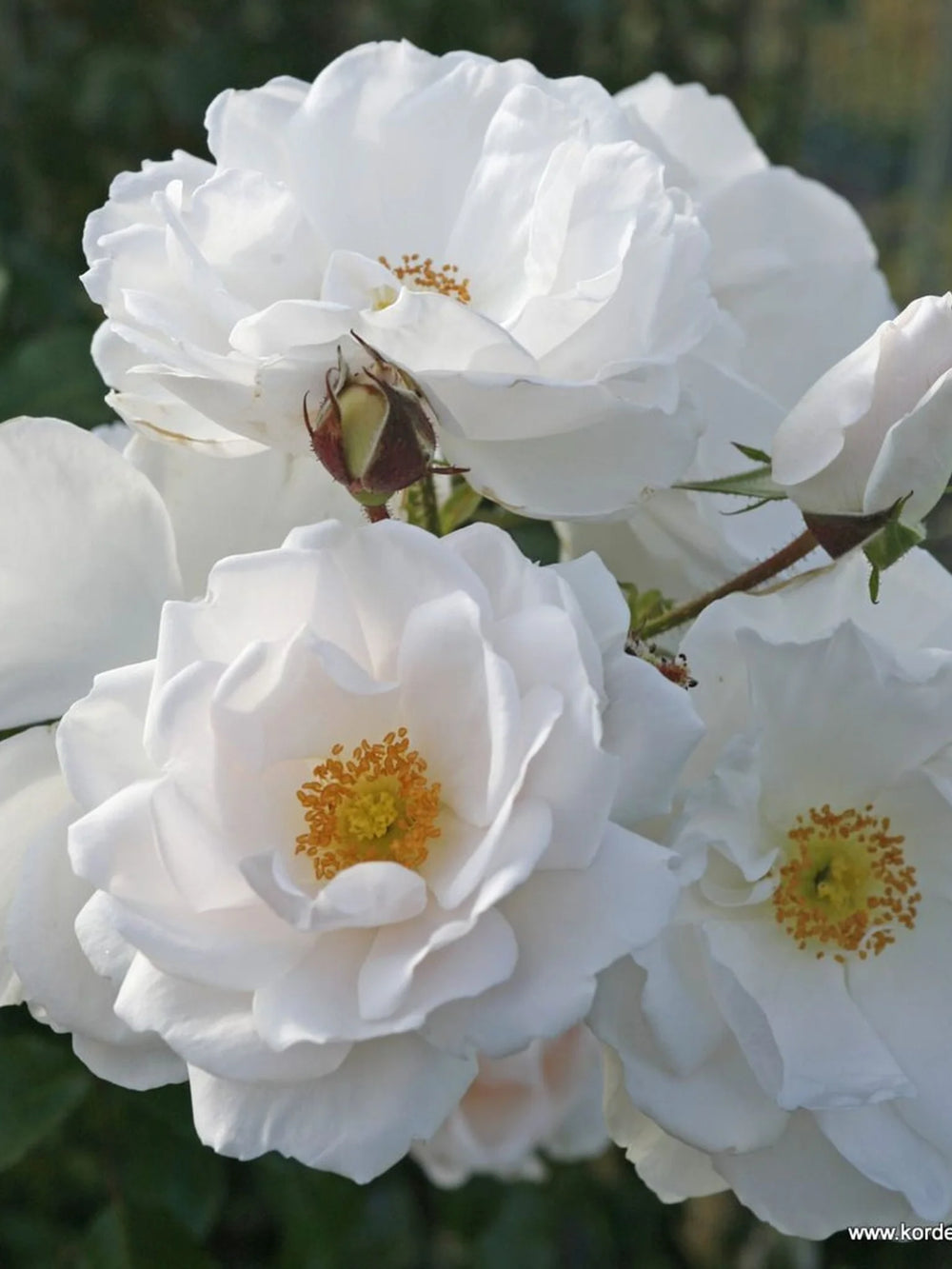 trandafiri cataratori  1853