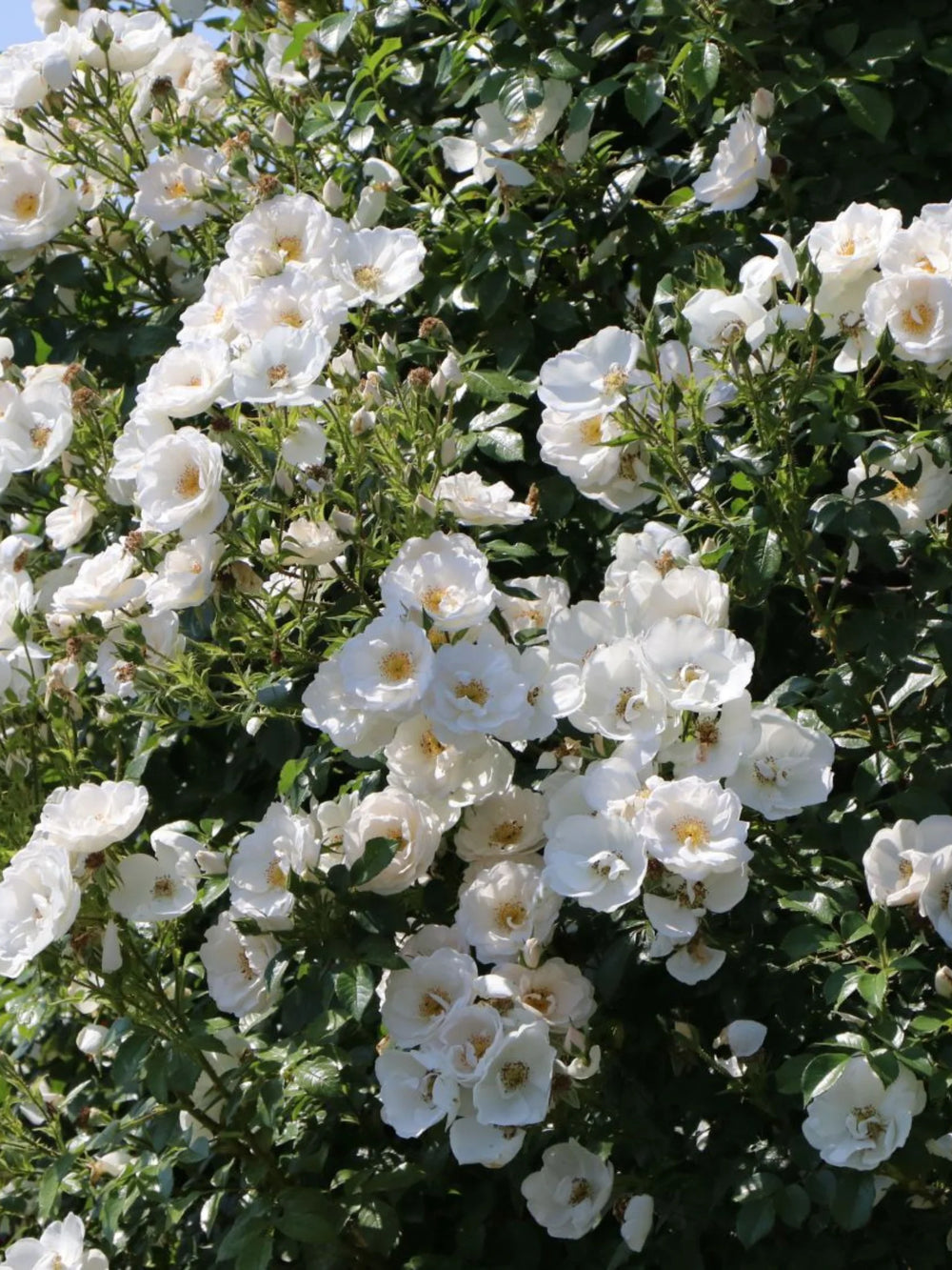 trandafiri cataratori  1854