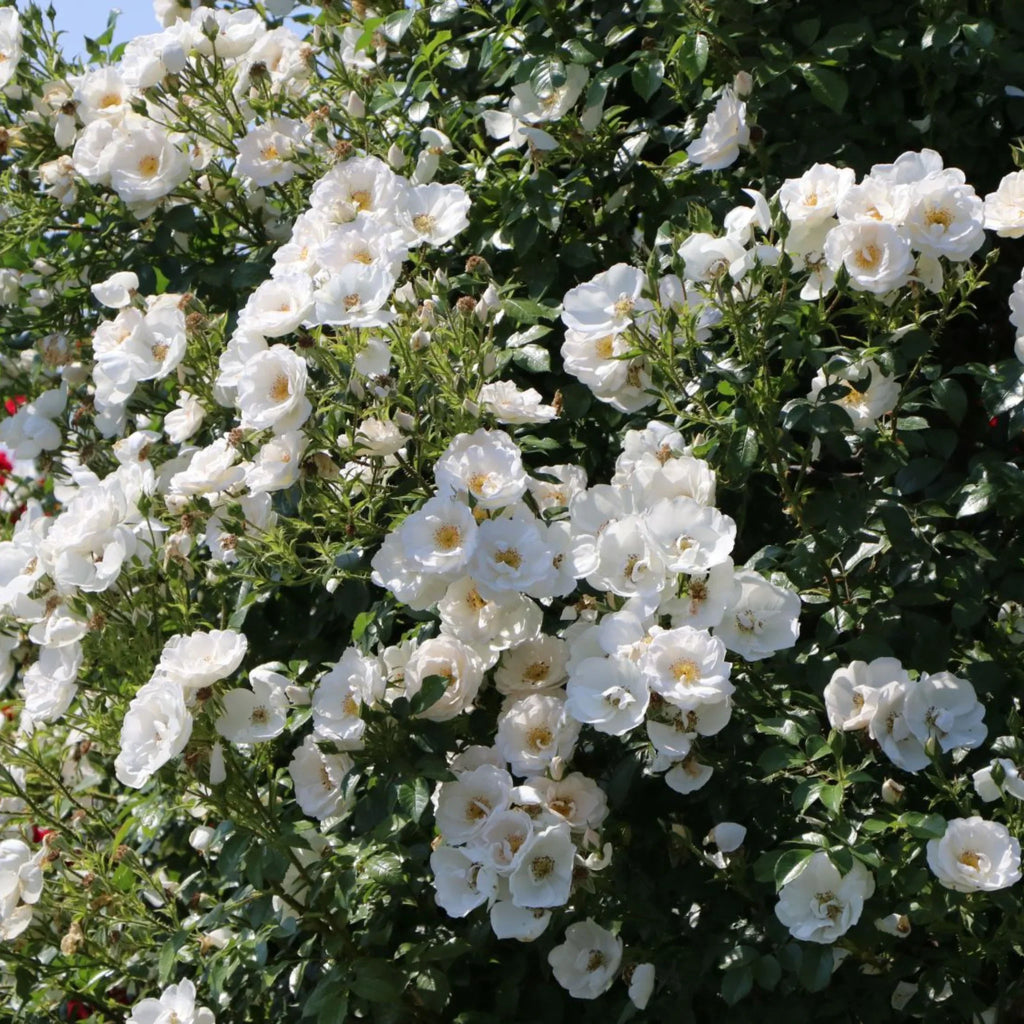 trandafiri cataratori  1854