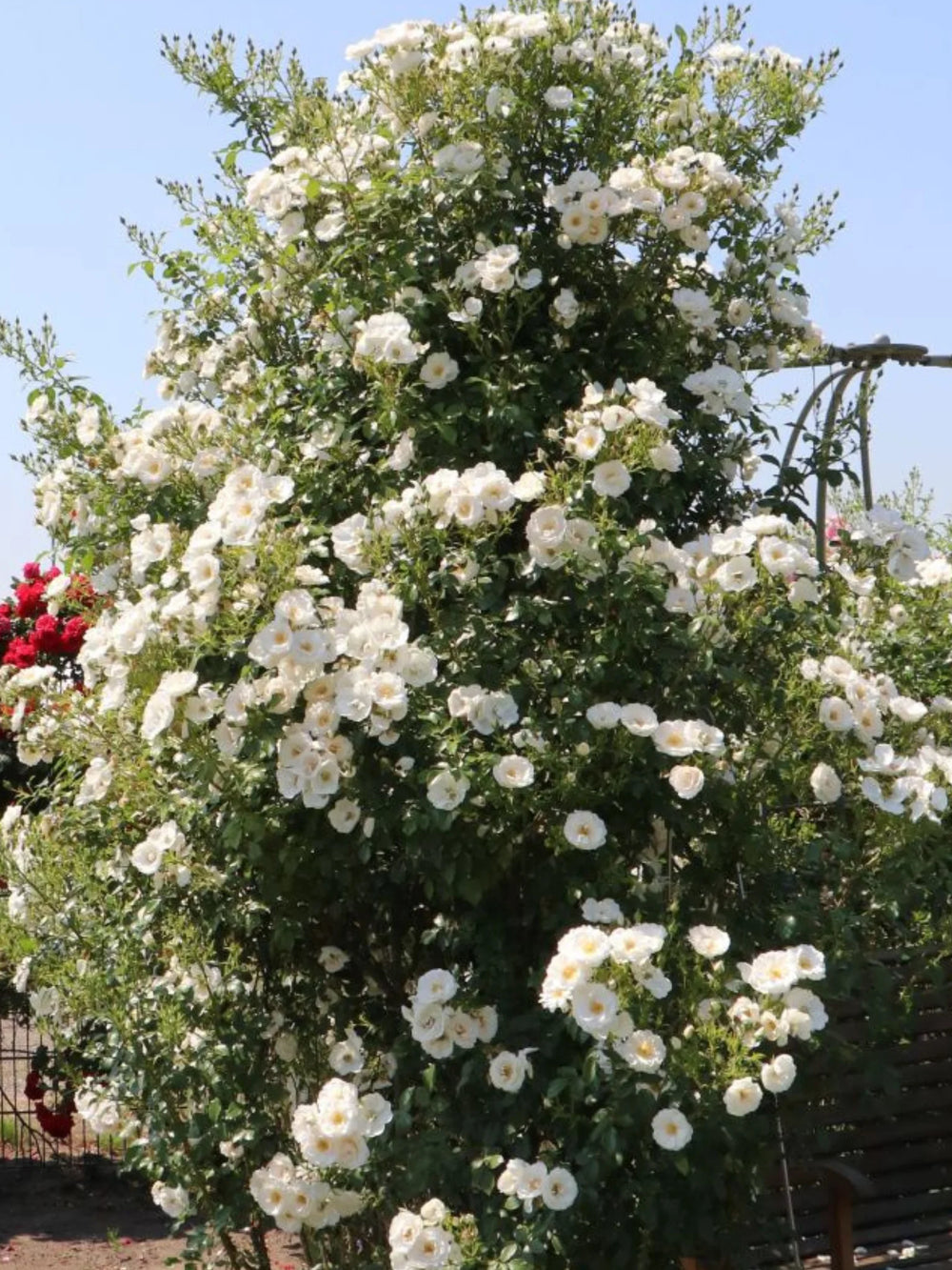 trandafiri cataratori  1855