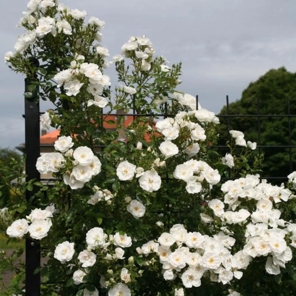 trandafiri cataratori  1856