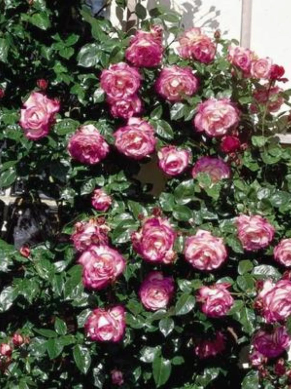 trandafiri cataratori  1859