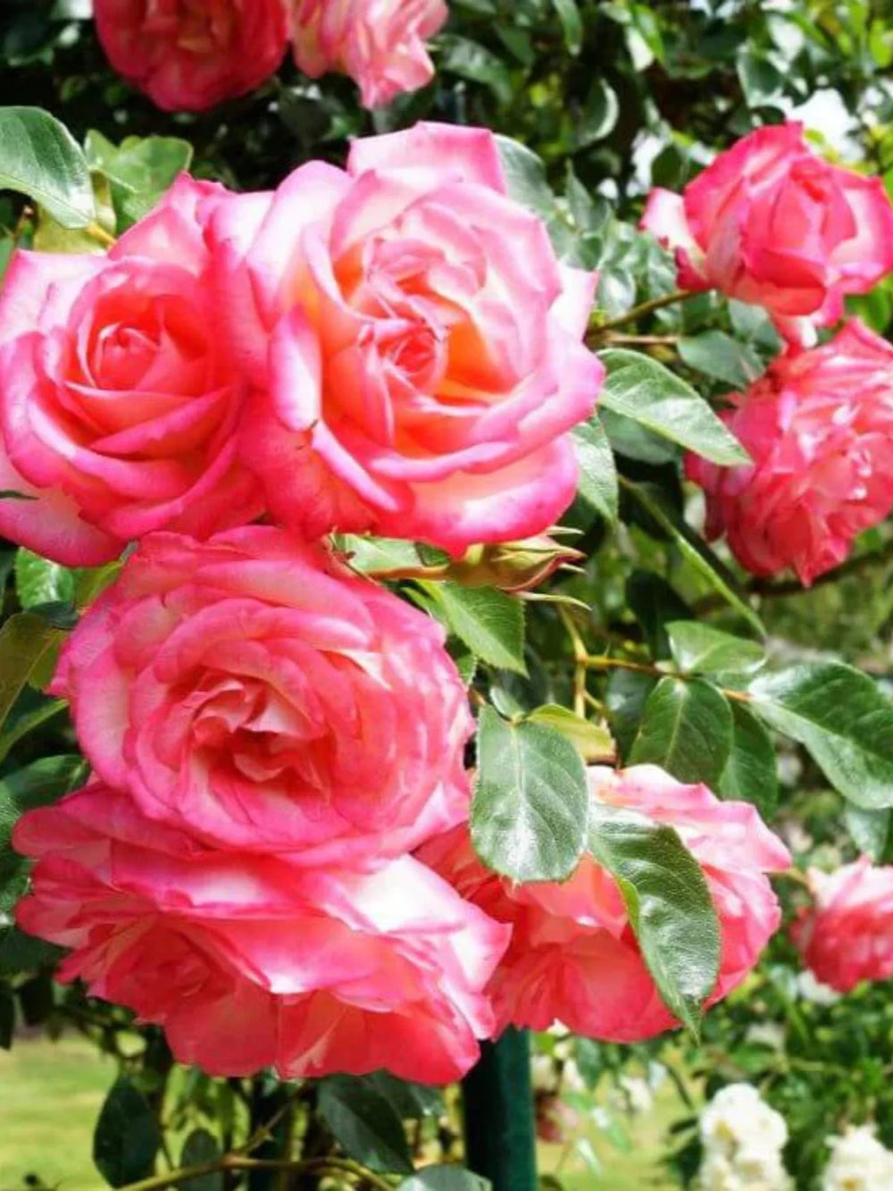 trandafiri cataratori  1860