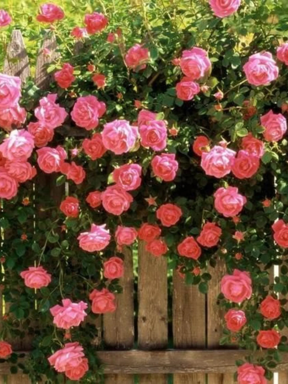 trandafiri cataratori  1861