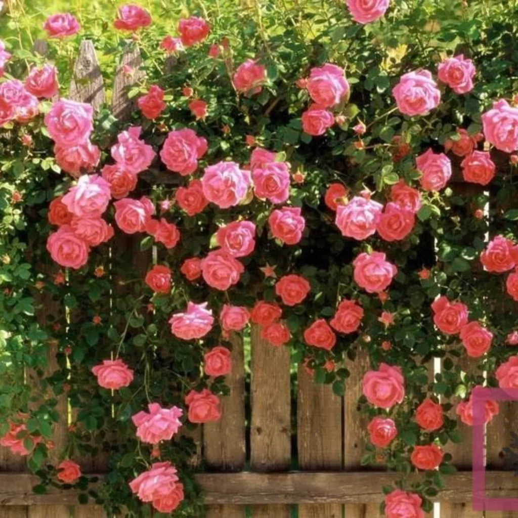 trandafiri cataratori  1861