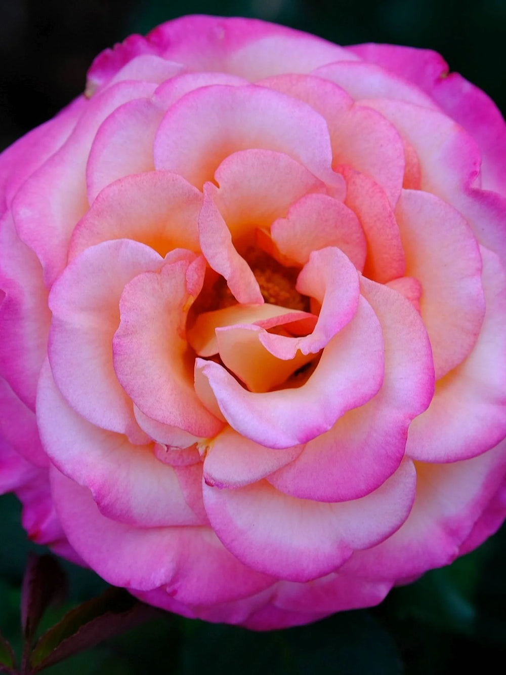 trandafiri cataratori  1862