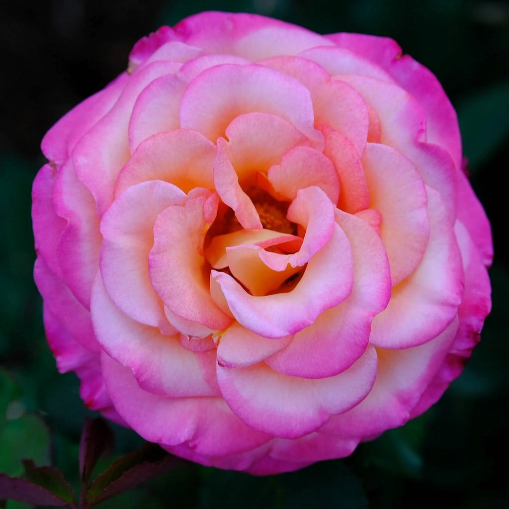 trandafiri cataratori  1862