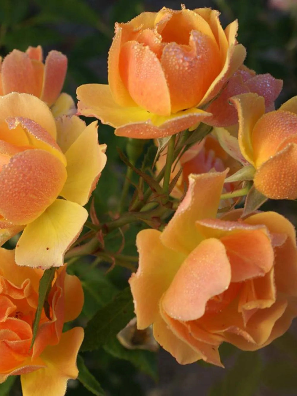 trandafiri cataratori  1864