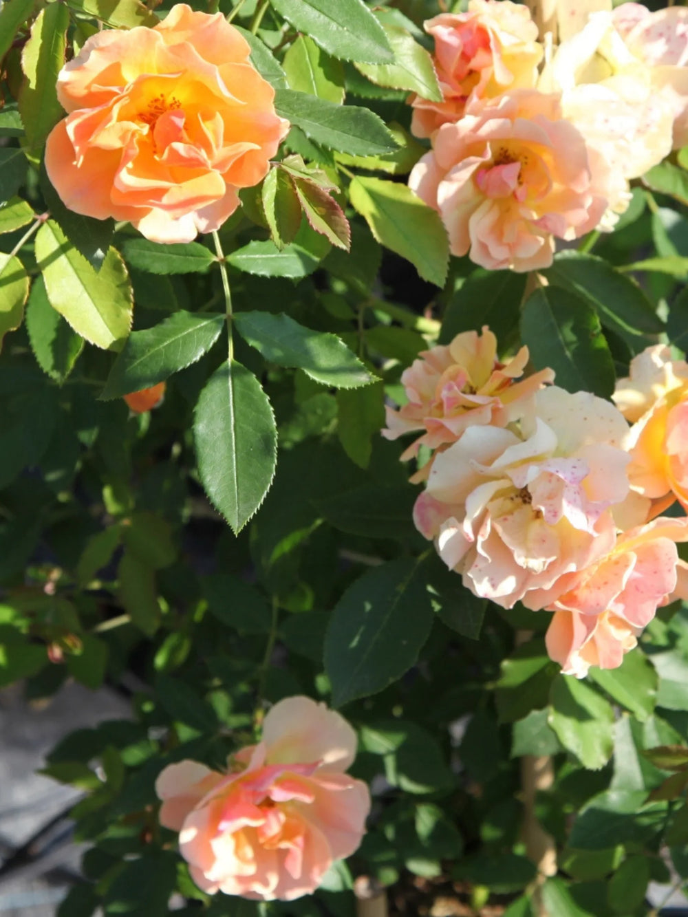 trandafiri cataratori  1865