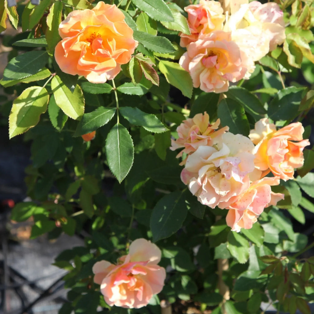 trandafiri cataratori  1865