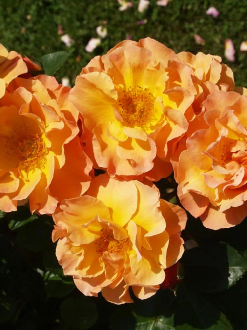 trandafiri cataratori  1866