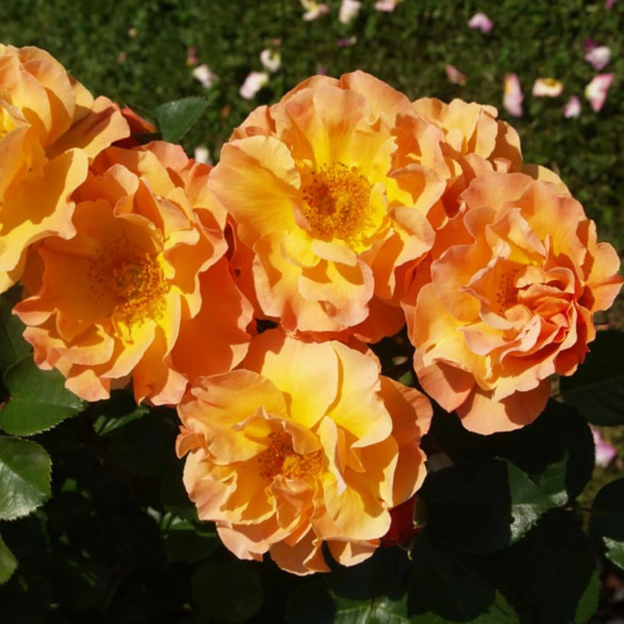 trandafiri cataratori  1866