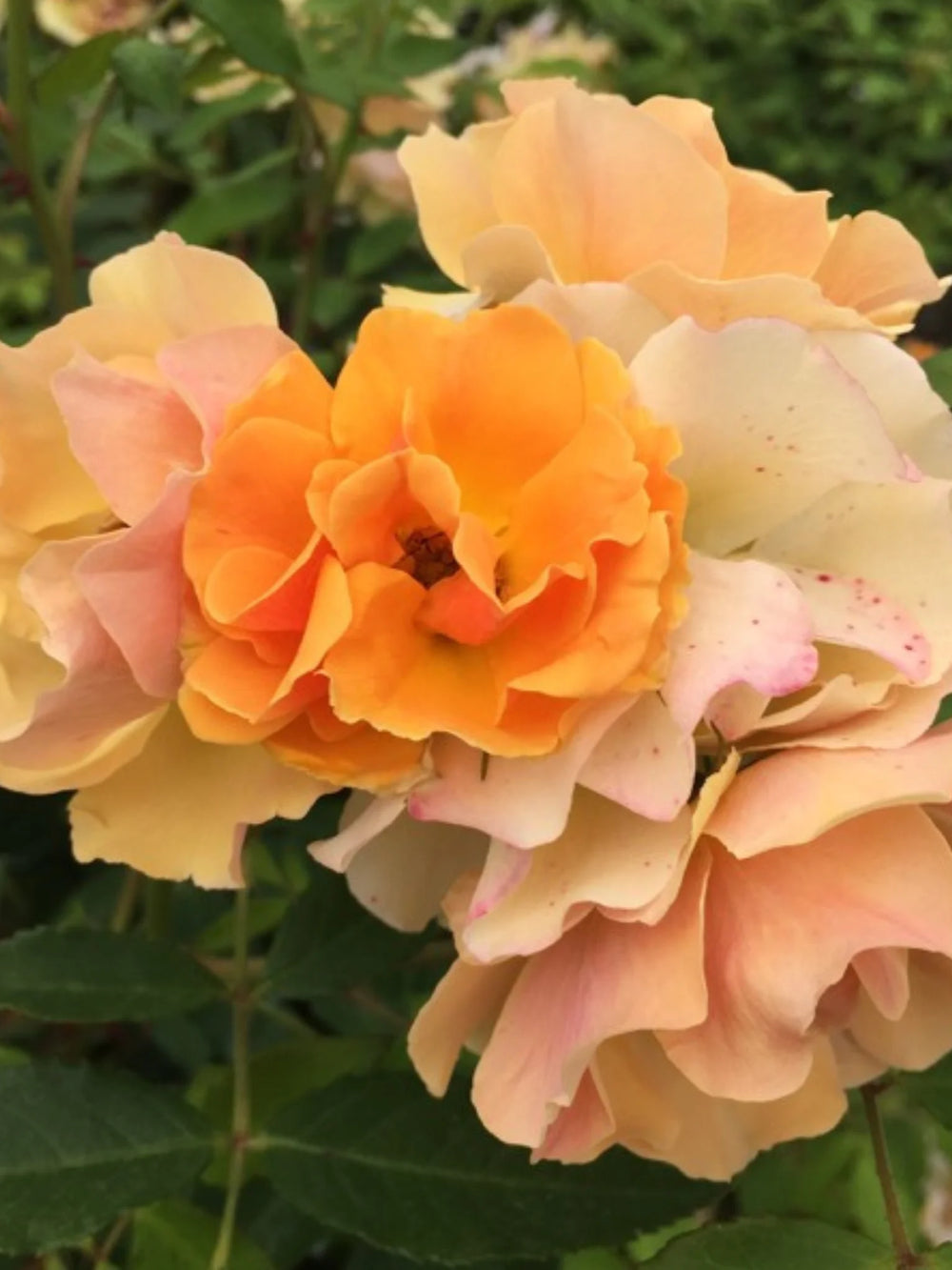 trandafiri cataratori  1867