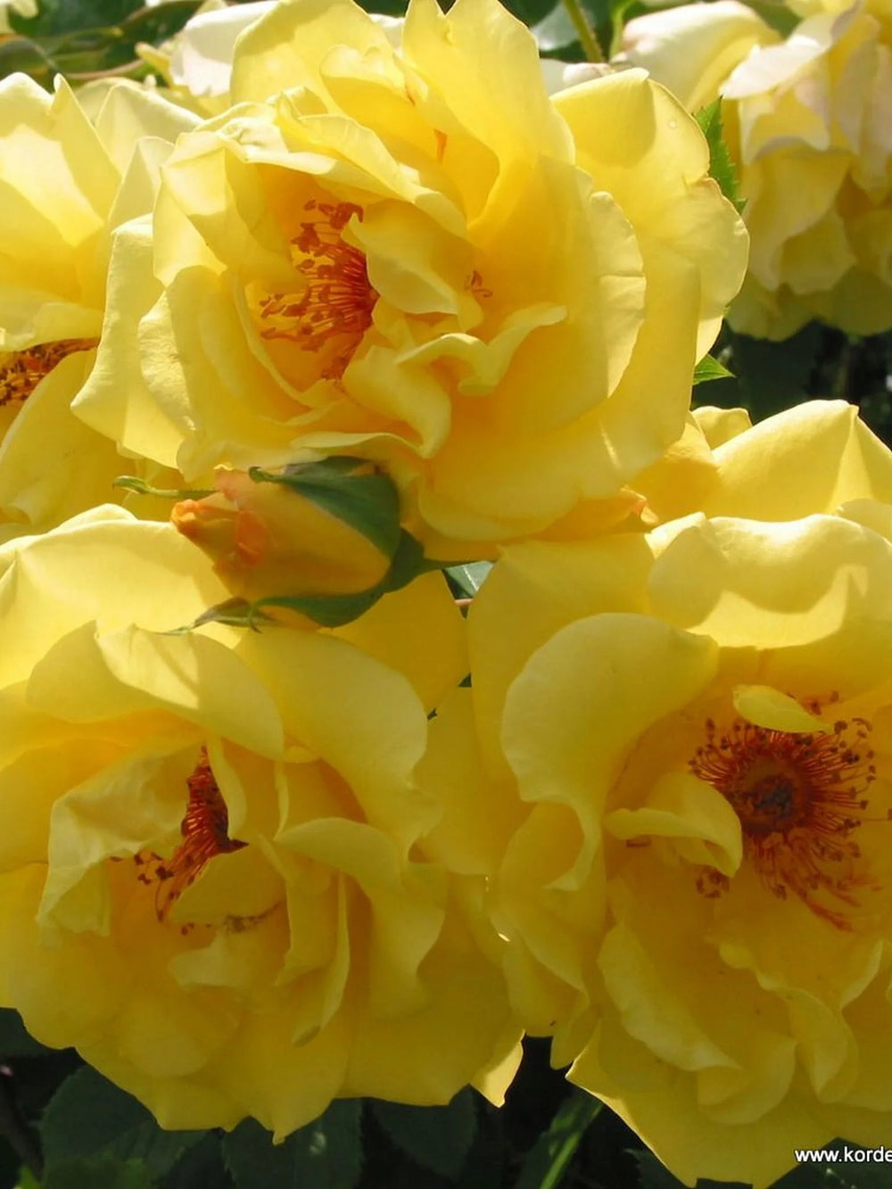 trandafiri cataratori  1868