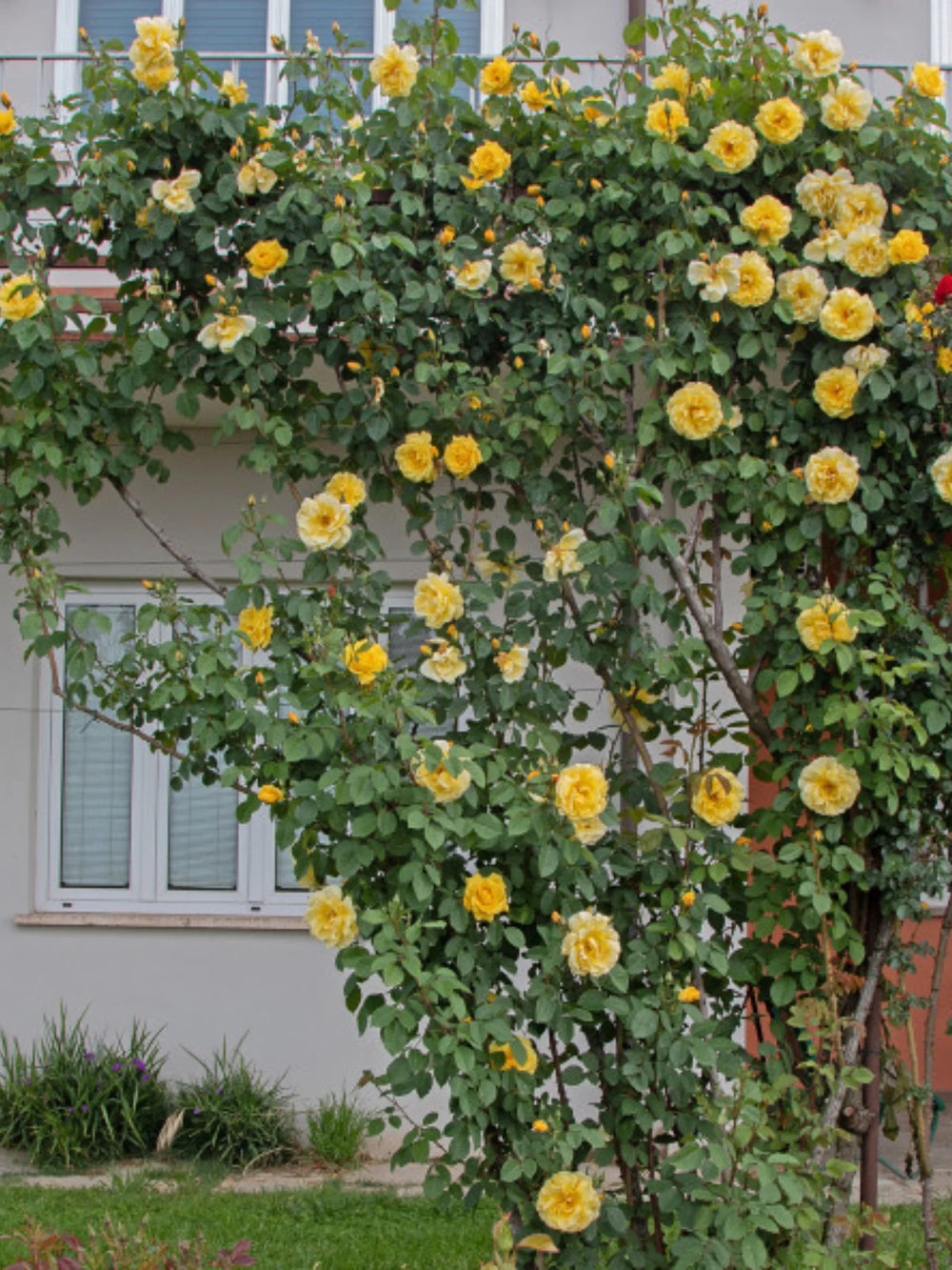 trandafiri cataratori  1869