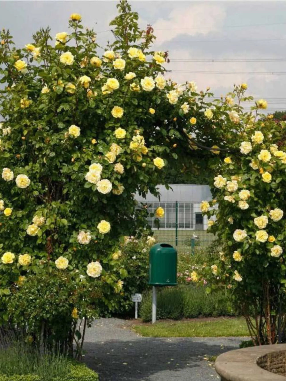 trandafiri cataratori  1870