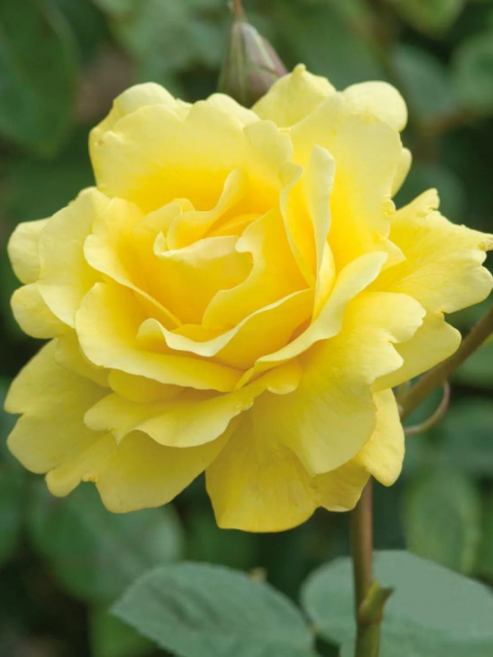 trandafiri cataratori  1871