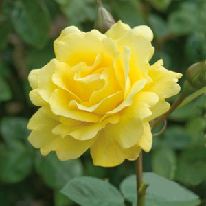 trandafiri cataratori  1871