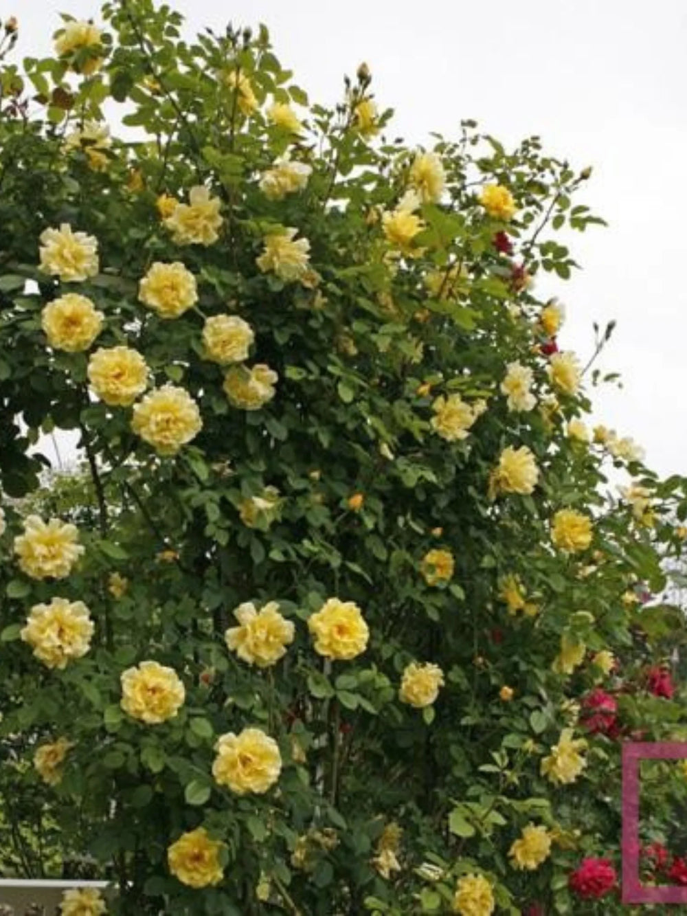 trandafiri cataratori  1872