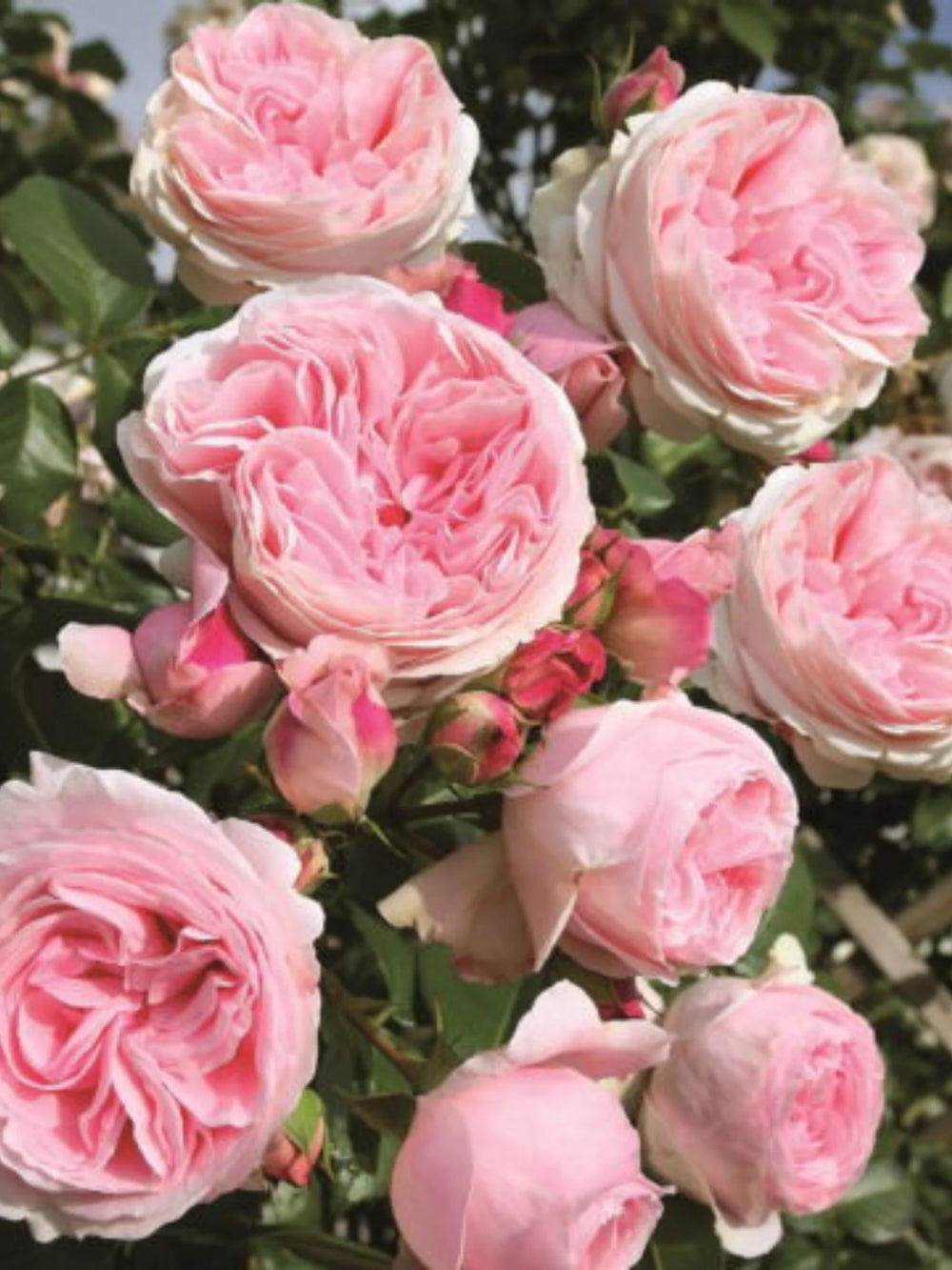 trandafiri cataratori  1875