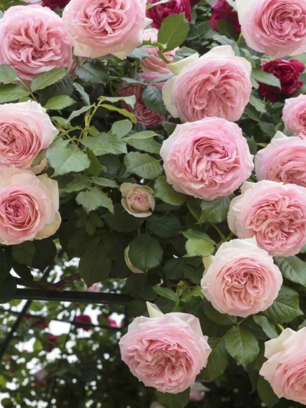 trandafiri cataratori  1877