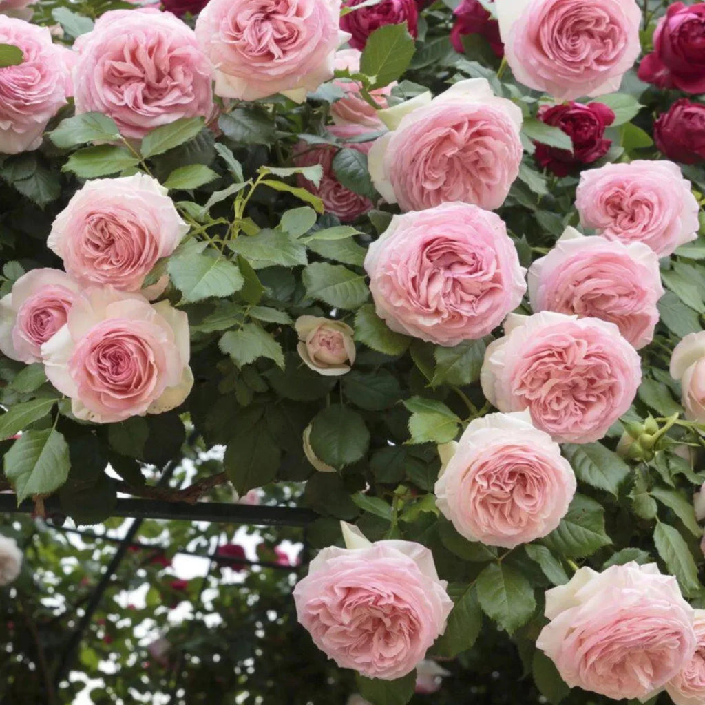 trandafiri cataratori  1877