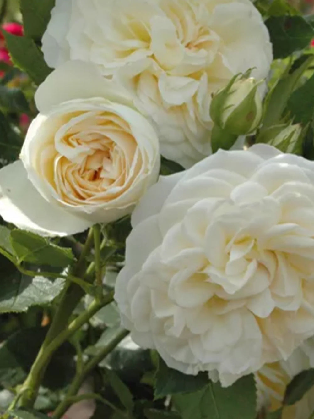 trandafiri cataratori  1880