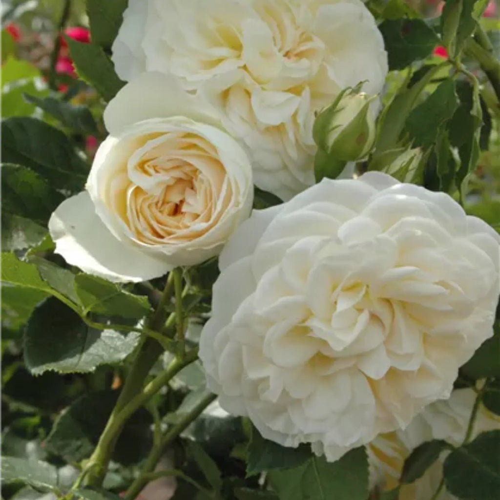 trandafiri cataratori  1880