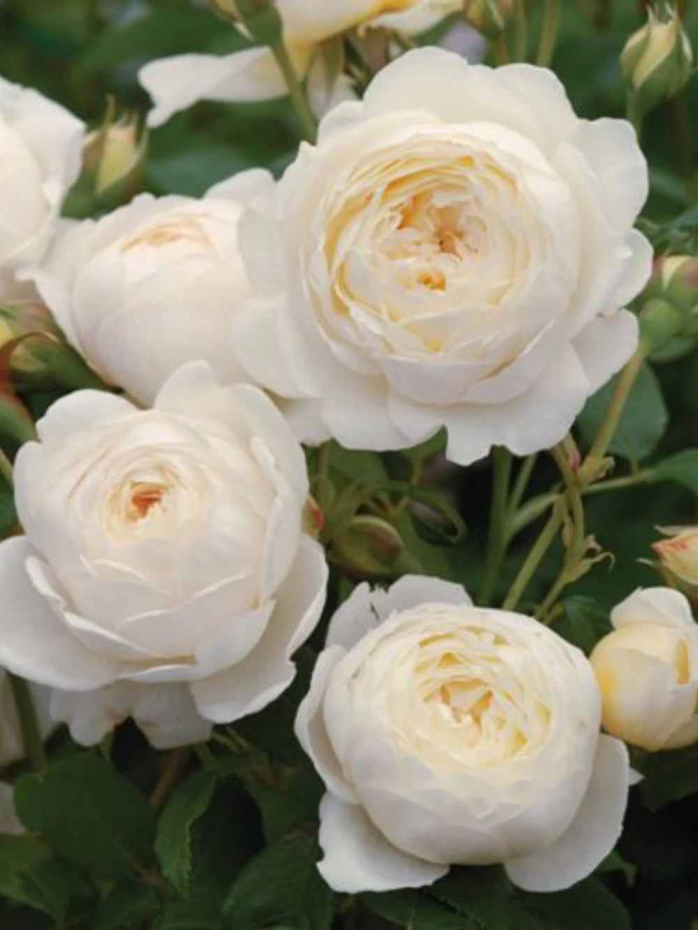 trandafiri cataratori  1881