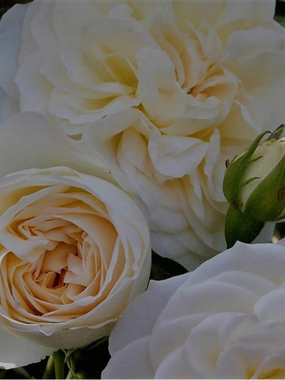 trandafiri cataratori  1882