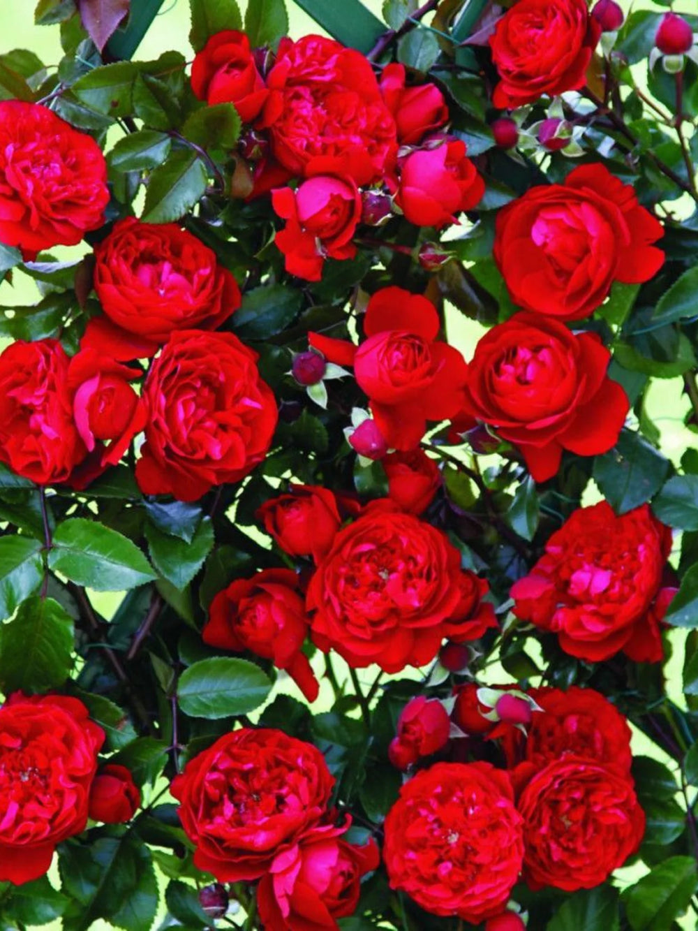 trandafiri cataratori  1883