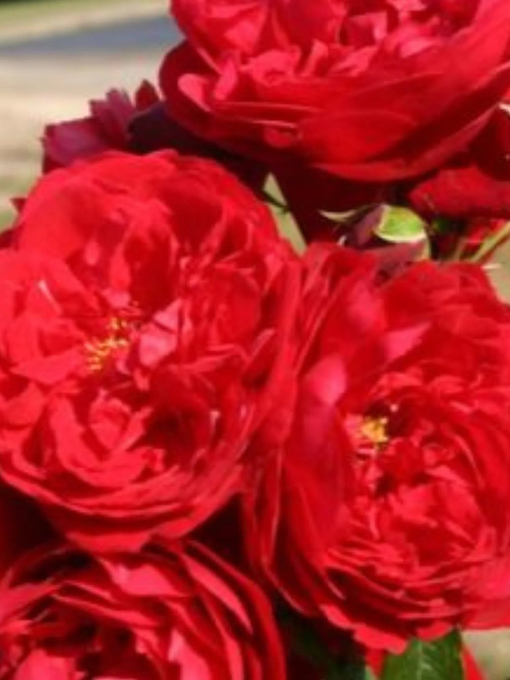 trandafiri cataratori  1884