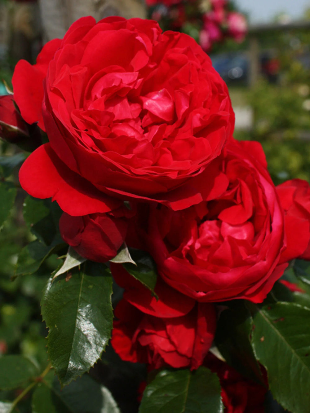 trandafiri cataratori  1885