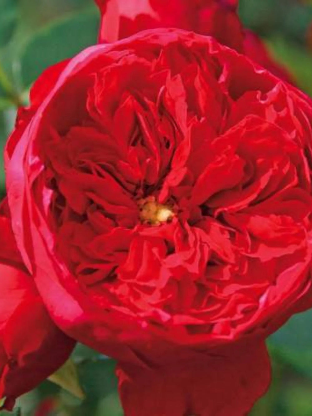 trandafiri cataratori  1886