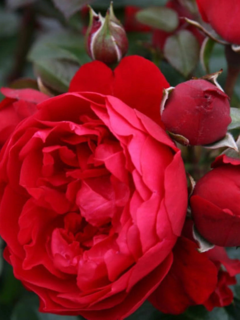 trandafiri cataratori  1887