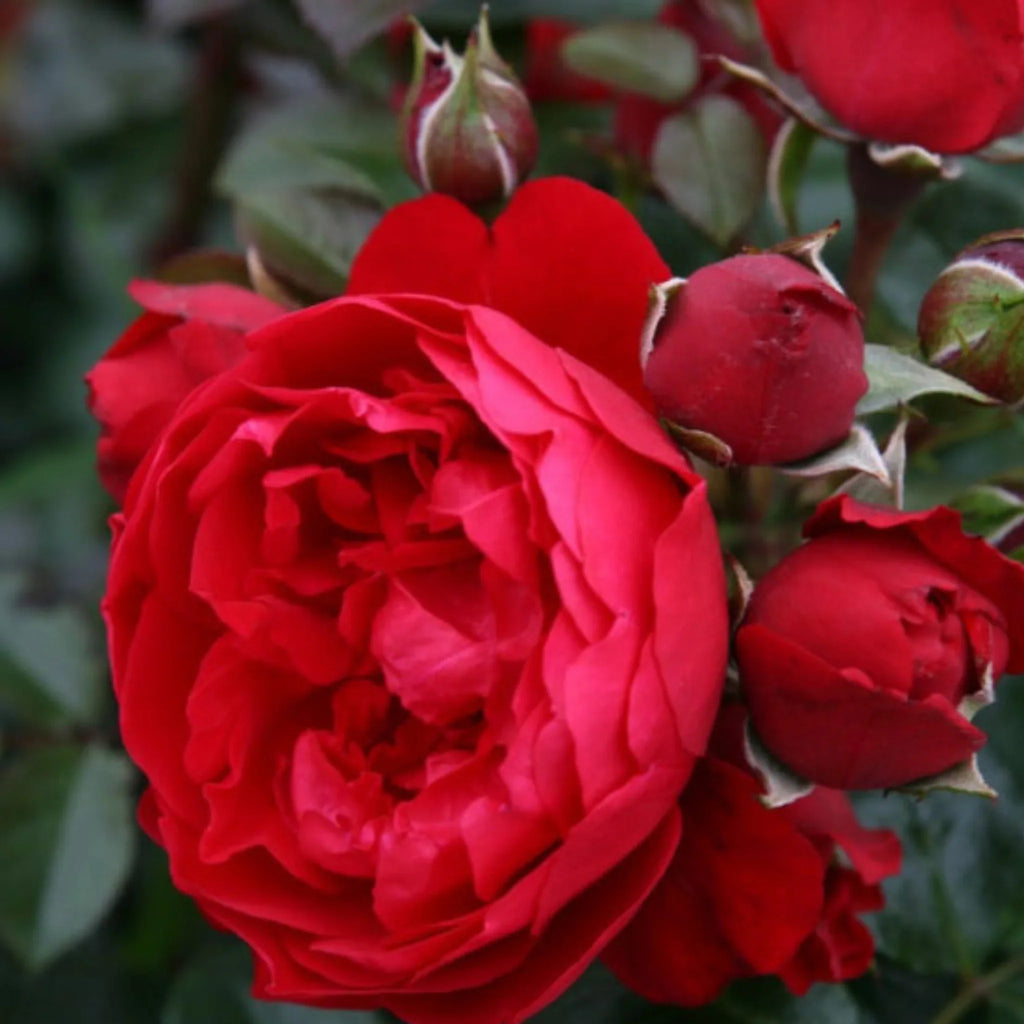 trandafiri cataratori  1887