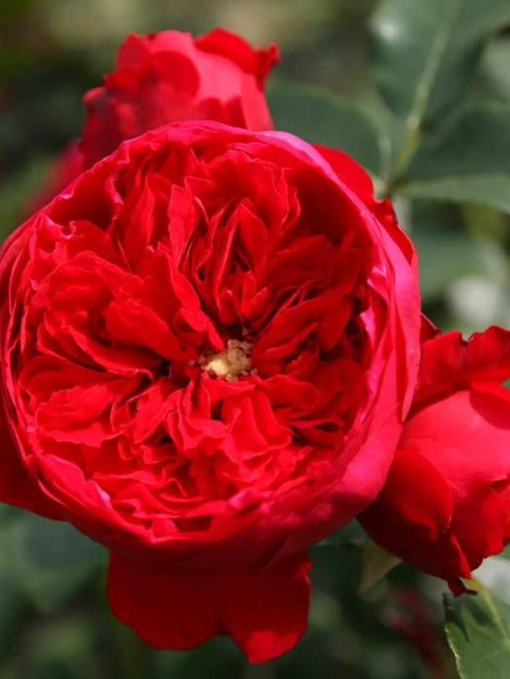 trandafiri cataratori  1888