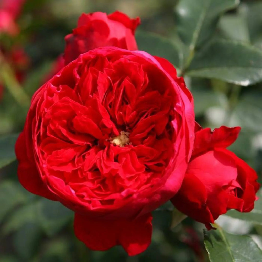 trandafiri cataratori  1888