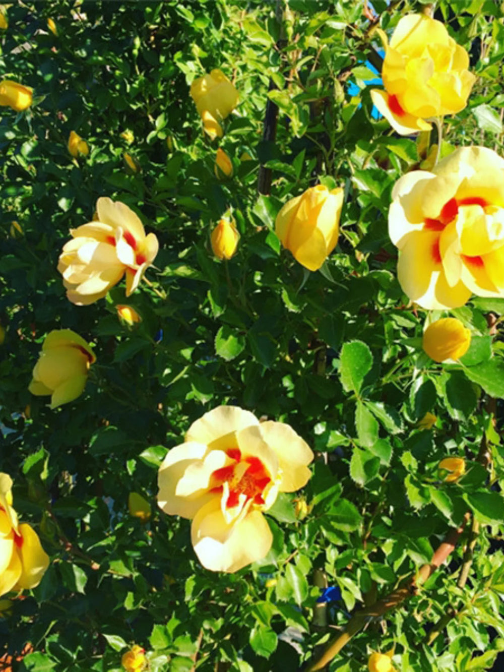 trandafiri cataratori  1889