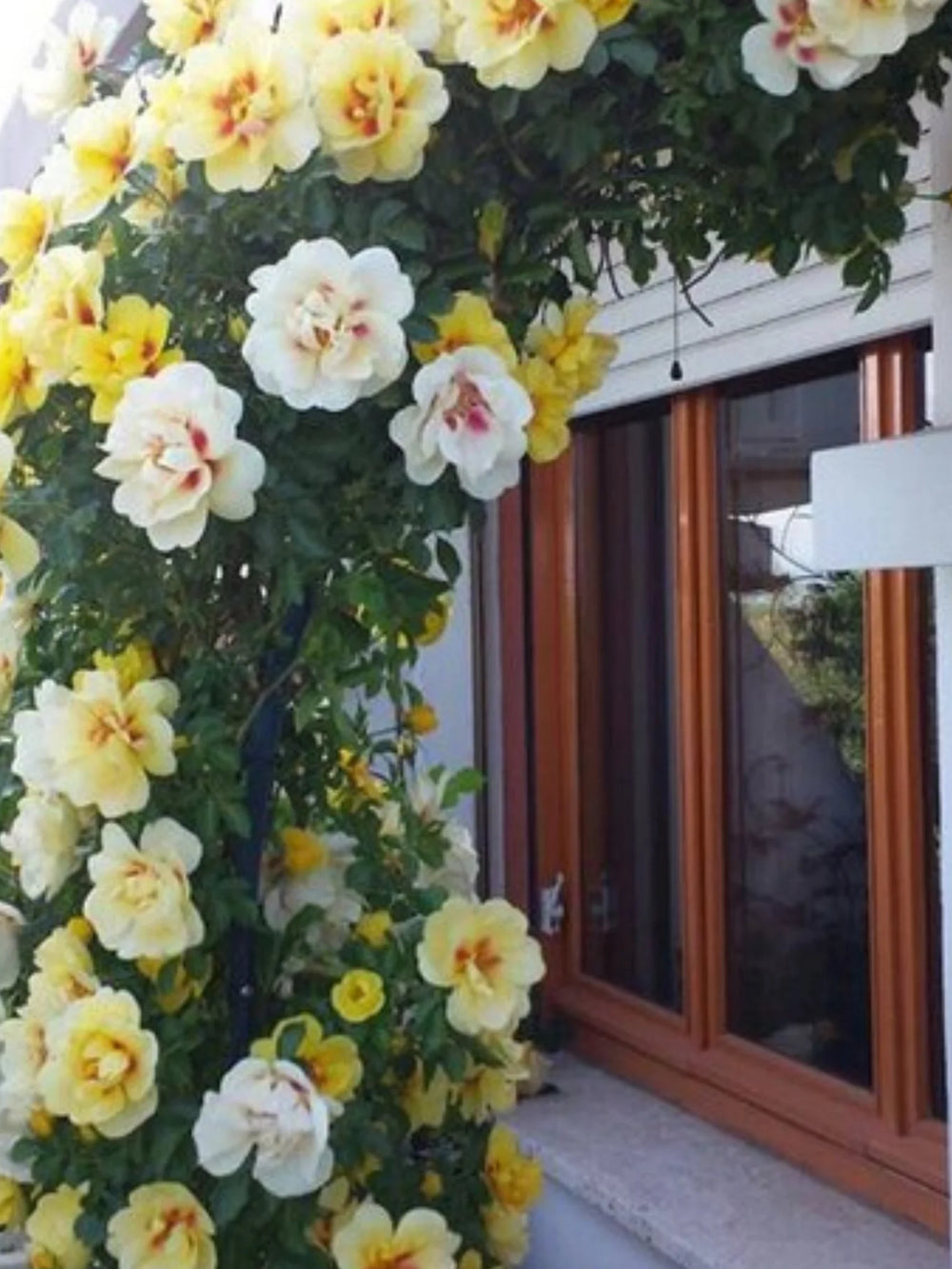 trandafiri cataratori  1890