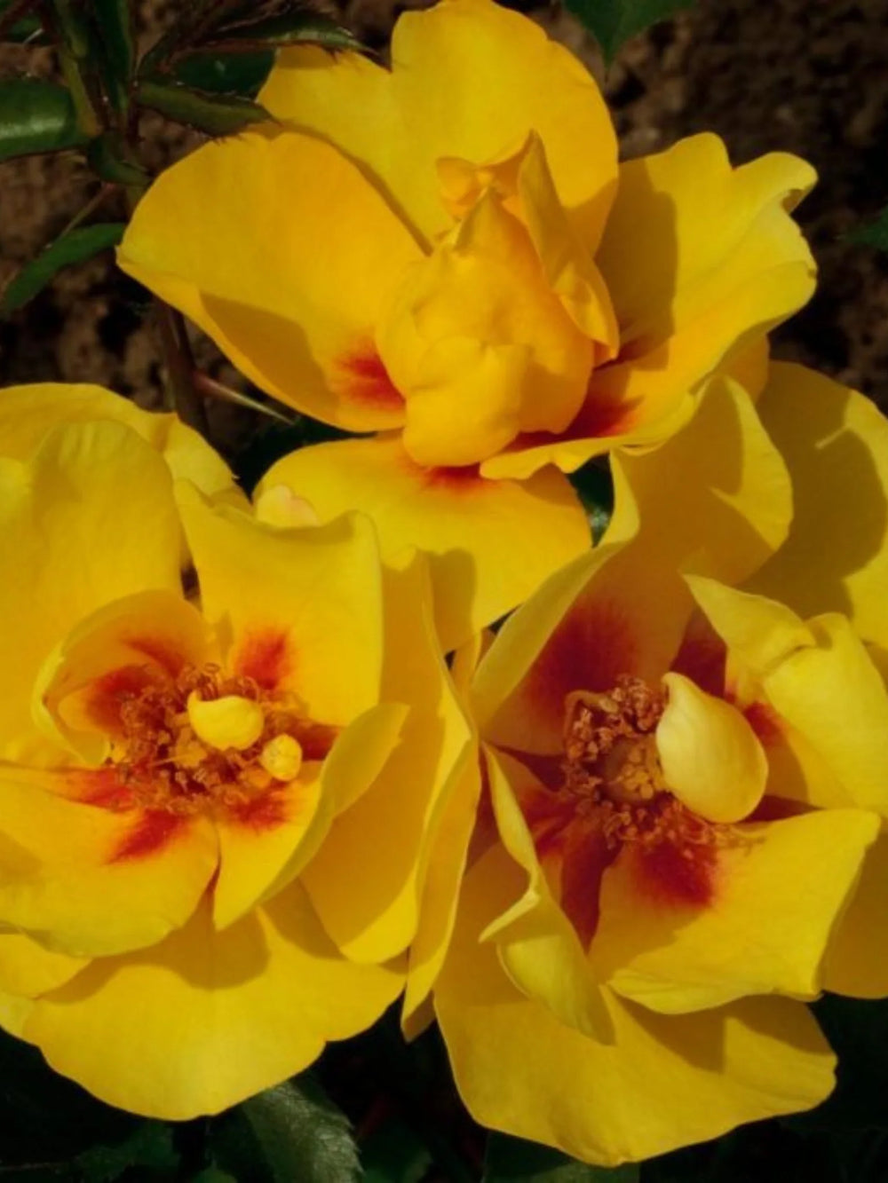 trandafiri cataratori  1893