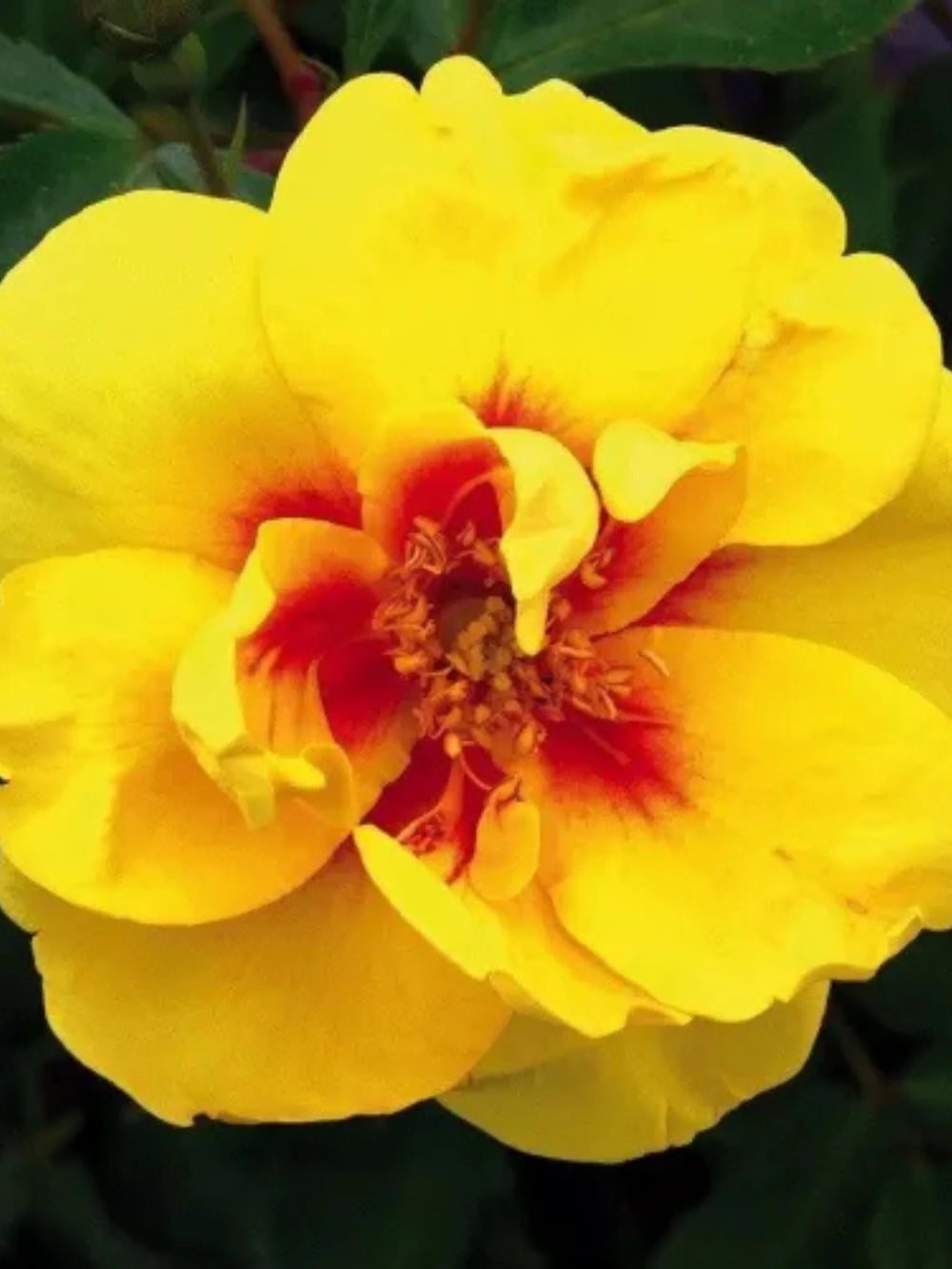 trandafiri cataratori  1895