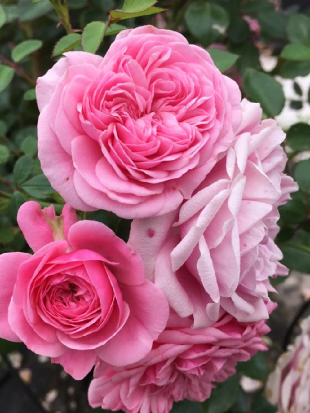 trandafiri cataratori  1896