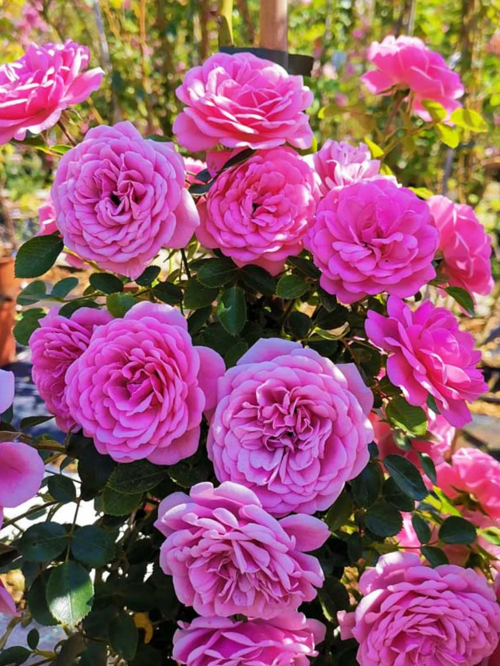 trandafiri cataratori  1897