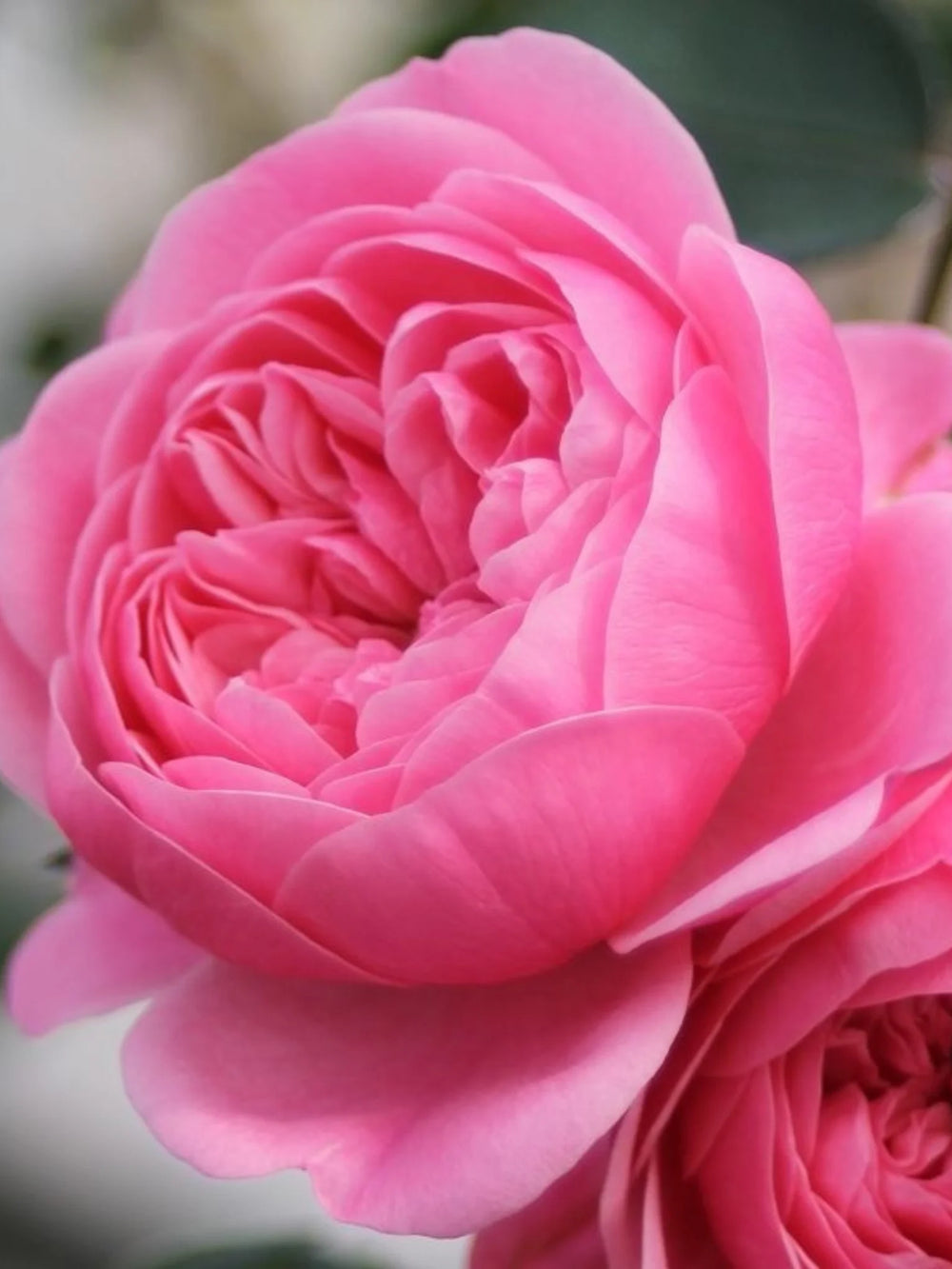 trandafiri cataratori  1898